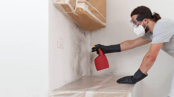 Professional Basement Mold Remediation technician working in Freeport, TX